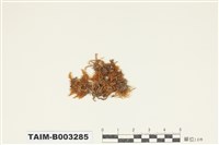 藏品(灰苔科)的圖片